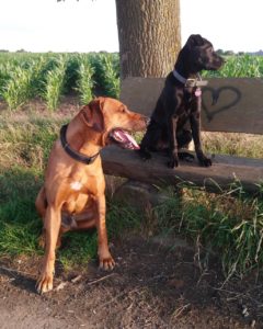 Erfahrungsbericht Zecke