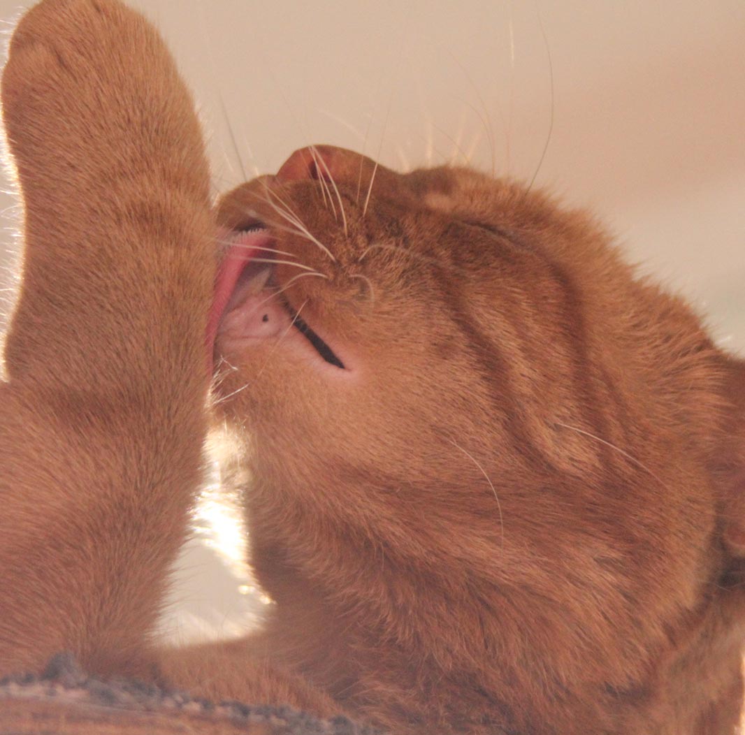 Präventive und unterstützende Kräuterrezeptur für das Gleichgewicht der Katze